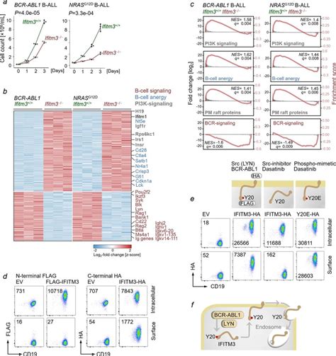 Ifitm Deficient B All Cells Exhibit An Anergic Phenotype And