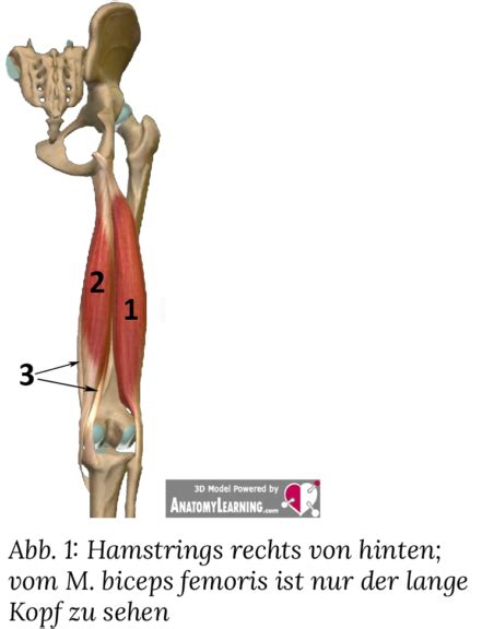 Ischiocrurale Muskulatur Fitness Einfach Erkl Rt