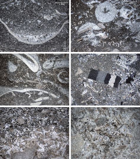 Čeřinka Hillside Section Thin Sections • A Recrystallized Limestone