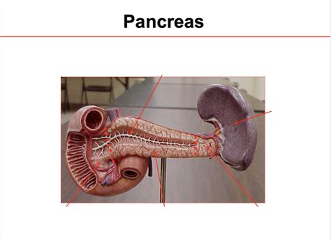 Pancreas Model Diagram Quizlet