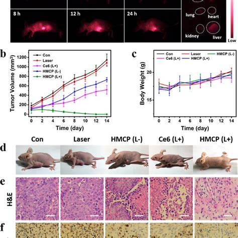 A In Vivo Fluorescence Imaging Of Tumor Bearing Mice At Various