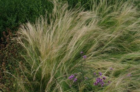 Stipa Tenuifolia Vedergras Bloemenpark Appeltern