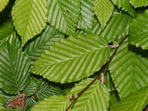 Carpinus Betulus Pepiniere Bourgogne