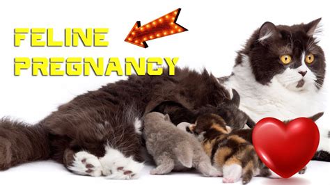 Understanding Feline Pregnancy How Long Are Cats Pregnant Youtube