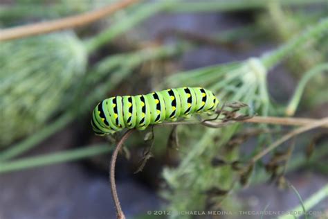 » butterfly caterpillar identification The Gardener's Eden