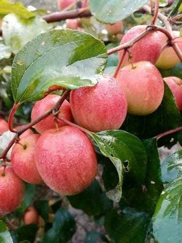 Well Watered Kashmiri Apple Ber Plant For Fruits At Rs Plant In Kolkata