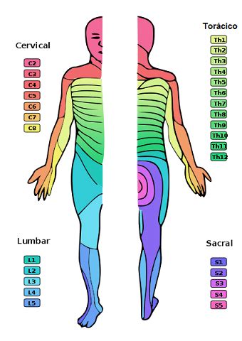 Dermatoma qué es tipos y significado clínico