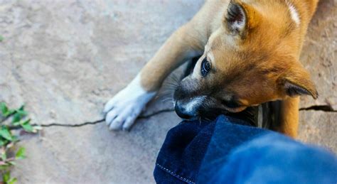 Perch I Cani Mordono Le Persone E Cosa Fare Quando Succede I Consigli