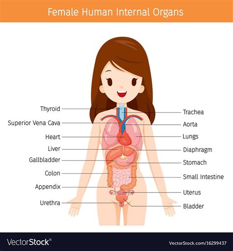 Physiology, Structure, Medical Profession, Morphology, Healthy ...