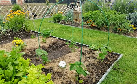 Cultiver l amour en cage ou Coqueret du Pérou ou Physalis La Pelle du