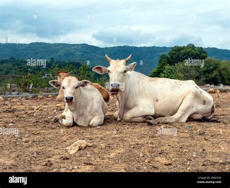 Domestic Cows Lying Down On The Ground In Yogyakarta Indonesia Stock