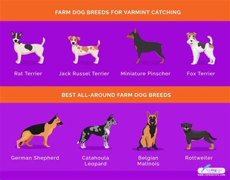 20 Best Farm Dog Breeds for Living in the Country