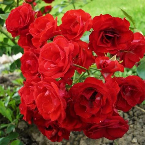 Роза шраб Скарлет Мейяндекор (Scarlet Meillandecor) купить саженцы ...