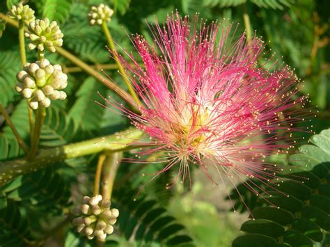 Albizia julibrissin | Silk tree, Mimosa tree - Van den Berk Nurseries