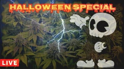 Halloween Special Youtube