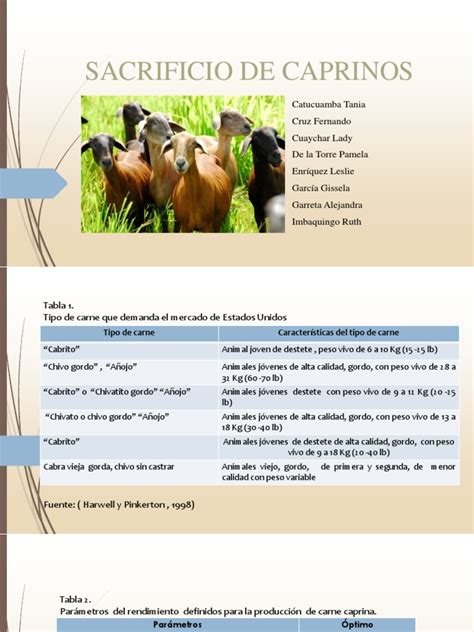 Proceso de Sacrificio de Caprinos | PDF | Cabra | Oveja