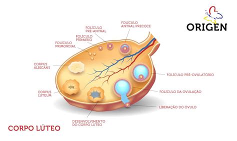 Corpo Lúteo No Ovário Esquerdo O Que Significa - Corpo Lúteo: O Que É, Para Que Serve E Relação Com A Gravidez – LZLB