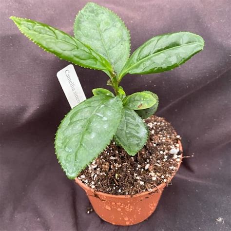 Camellia Sinensis Tea Plant Grow Your Own Tea Rooted Plant Etsy