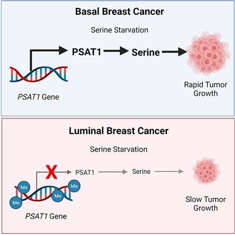 Lineage Specific Silencing Of Psat Induces Serine Auxotrophy And