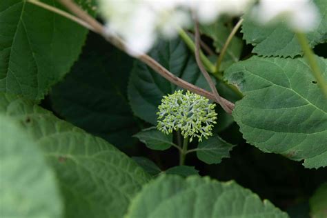 Incrediball Hydrangea Plant Care And Growing Guide