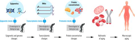 Epigenetic Aging Biological Age Prediction And Informing A Mechanistic