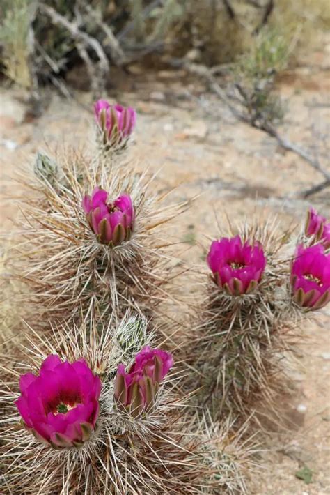 Spring Brings Vibrant Cactus Flowers to the Mojave Desert