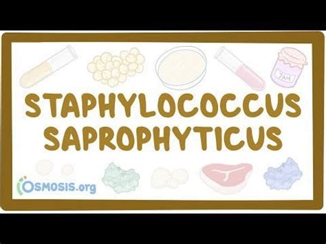 Staphylococcus saprophyticus - causes, symptoms, diagnosis, treatment ...