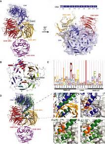 The Molecular Basis Of CRL4DDB2 CSA Ubiquitin Ligase Architecture