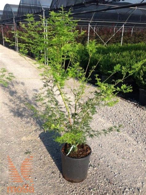 Acer Palmatum Seiryu Vrtni Center MOGA