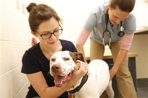 Importance Of Annual Exams For Your Dog And Cat • Mspca Angell