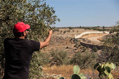 Dia da Terra Palestina luta história e resistência internacionalista