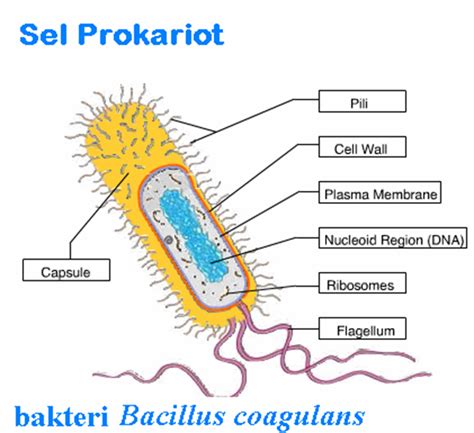 blog belajar ipa smp struktur sel  organisme prokariotik