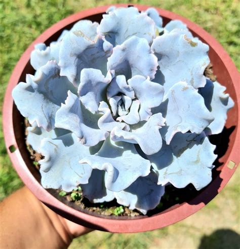 Suculenta Echeveria Crispate Beauty Cuia Verde Amor Jardinagem