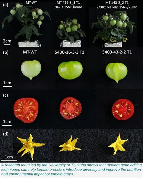 Benefits Of The Gene Editing Technologies Tomato News