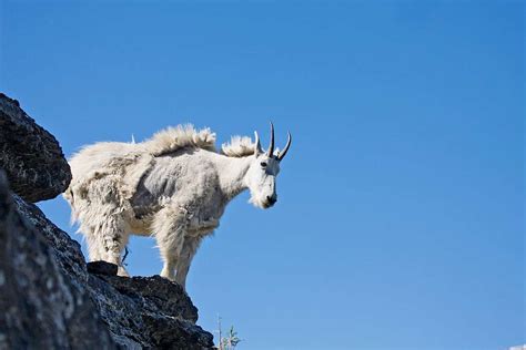 Mountain Goat On Cliff