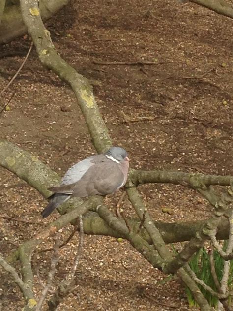 105 best r/pigeons images on Pholder | What issue does this pigeon have?
