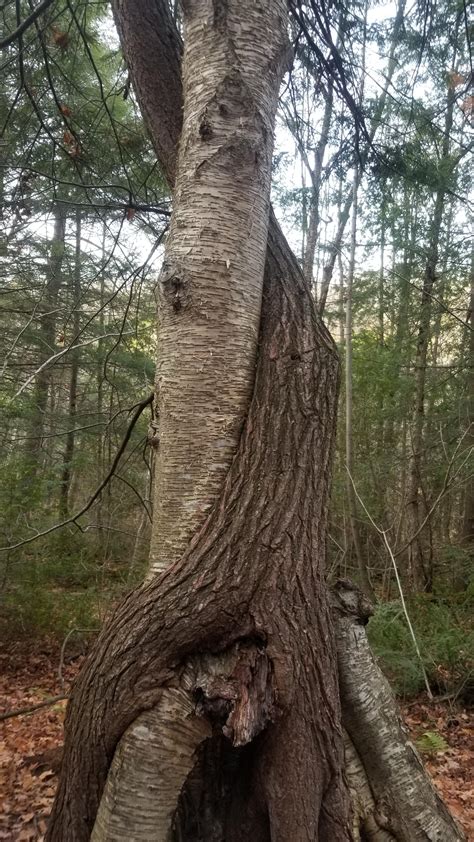 Look at these intertwining trees : r/natureisfunky