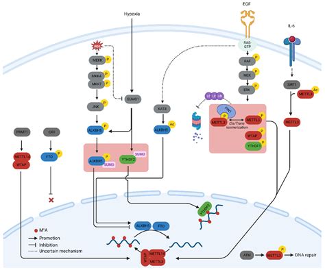 Regulation of m6A Methylome in Cancer | Encyclopedia MDPI 