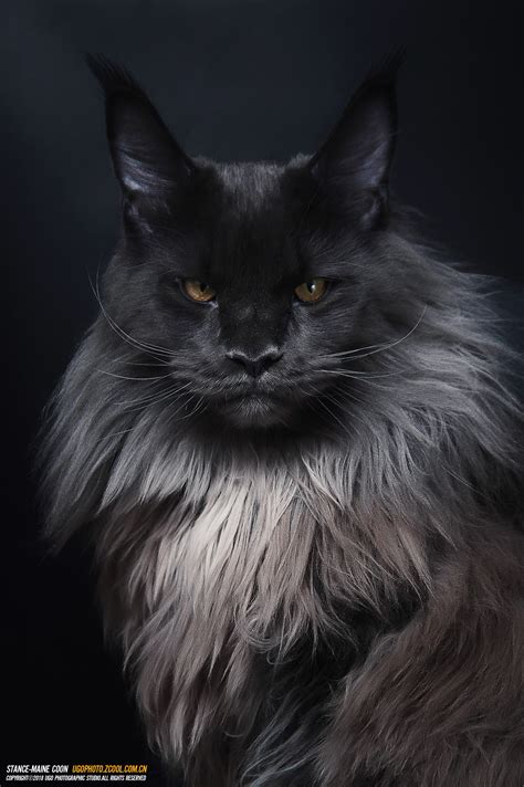 Maine Coon Hd Rare Gallery Hd Wallpapers