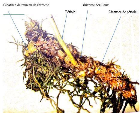 Exercice Svt Me Plantes Sans Fleurs Appareil V G Tatif Complet