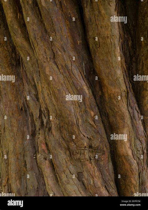 Yew Tree Bark Hi Res Stock Photography And Images Alamy