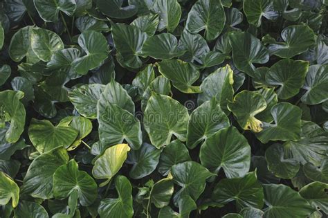 Green Tropical Leaves Plants, Close Up of Various Sizes of Leave, Natural Background Stock Image ...