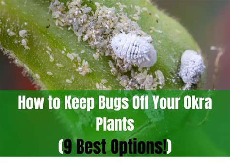 How To Keep Bugs Off Your Okra Plants 9 Best Options Plants Heaven