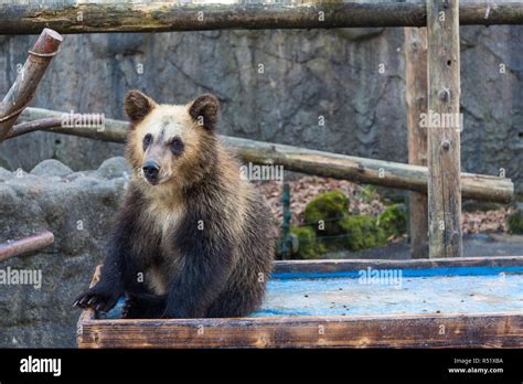 Little Bear At Zoo Park Stock Photo Alamy