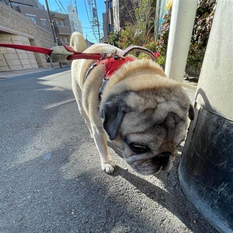 やついいちろうさんのインスタグラム写真 やついいちろうinstagram 「新年初散歩 Pug Pugs Puglife