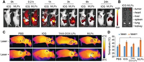 In Vivo Biodistribution And Photothermal Imaging A In Vivo