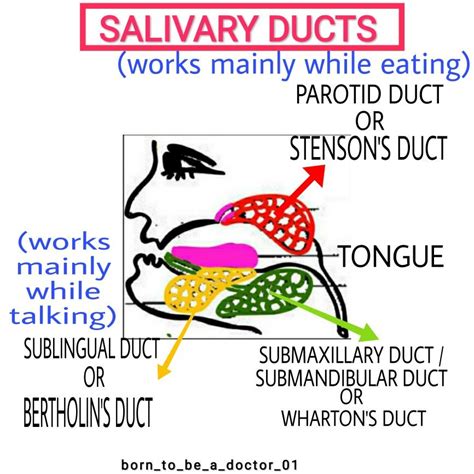 Detailed diagram of Salivary Ducts (Digestion and absorption) | Nursing ...