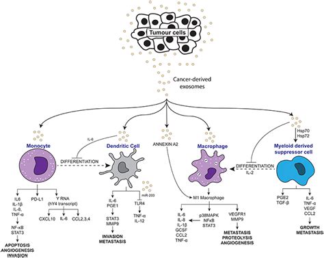 Frontiers Cancer Derived Exosomes As Effectors Of Key Inflammation