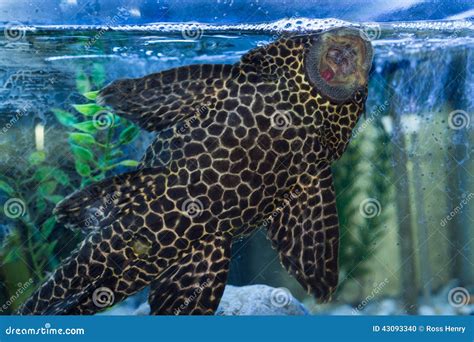 Plecostomus Mouth Stock Photo - Image: 43093340