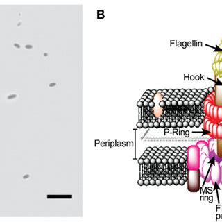 Escherichia Coli Rotary Flagellar Motor A Light Microscopy Image Of